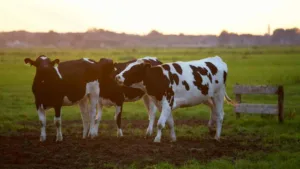 Genetically modified cows produce milk with human insulin proteins